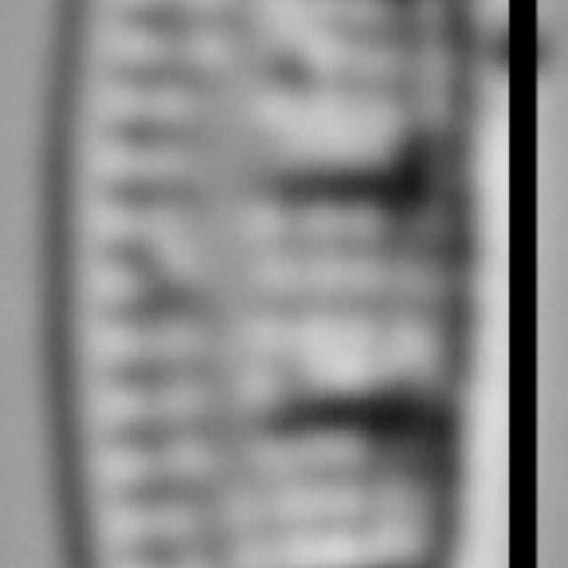 Grunowia solgensis LM6