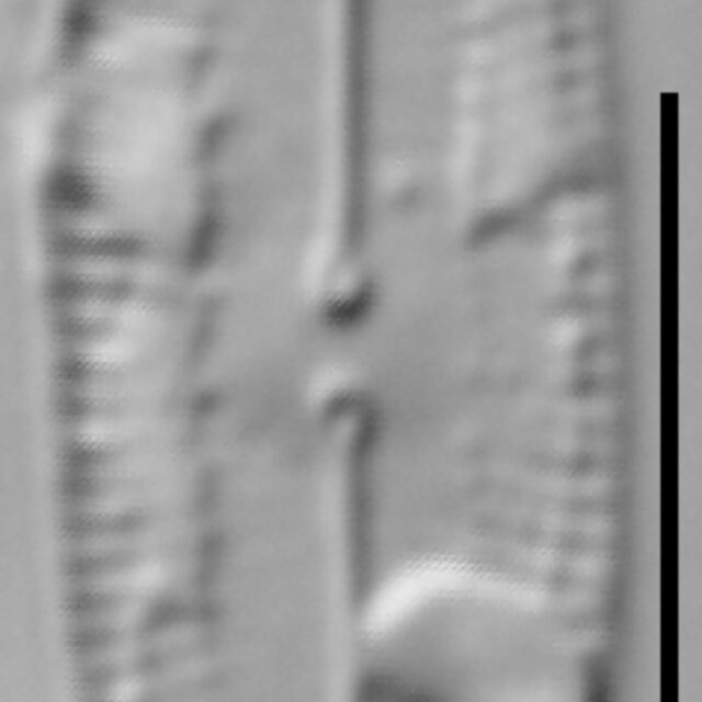 Fallacia subhamulata LM1