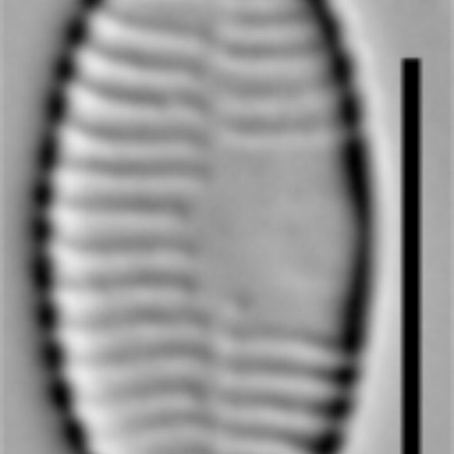 Fragilaria recapitellata LM3