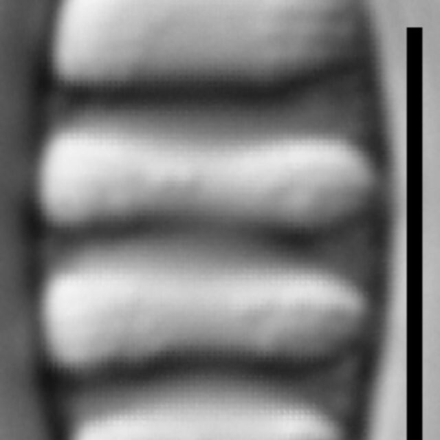 Tetracyclus rupestris LM2