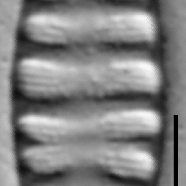 Tetracyclus rupestris LM4