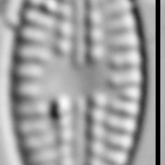 Eolimna metafarta LM3