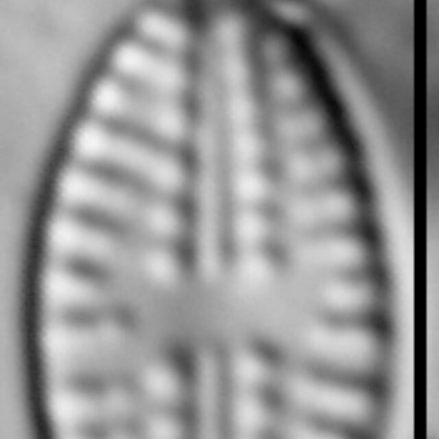 Eolimna metafarta LM4