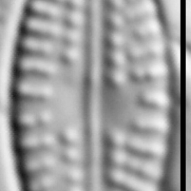 Eolimna metafarta LM6