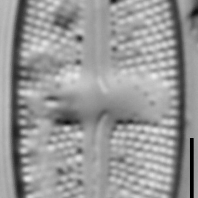 Luticola minor LM3