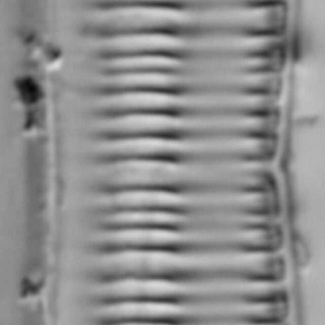 Tryblionella_salinarum_LM3