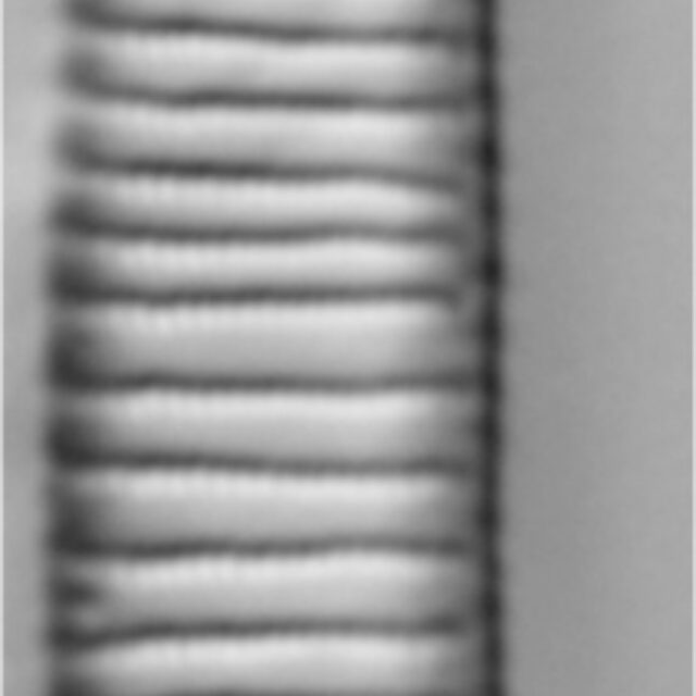 Eunotia implicata LM2