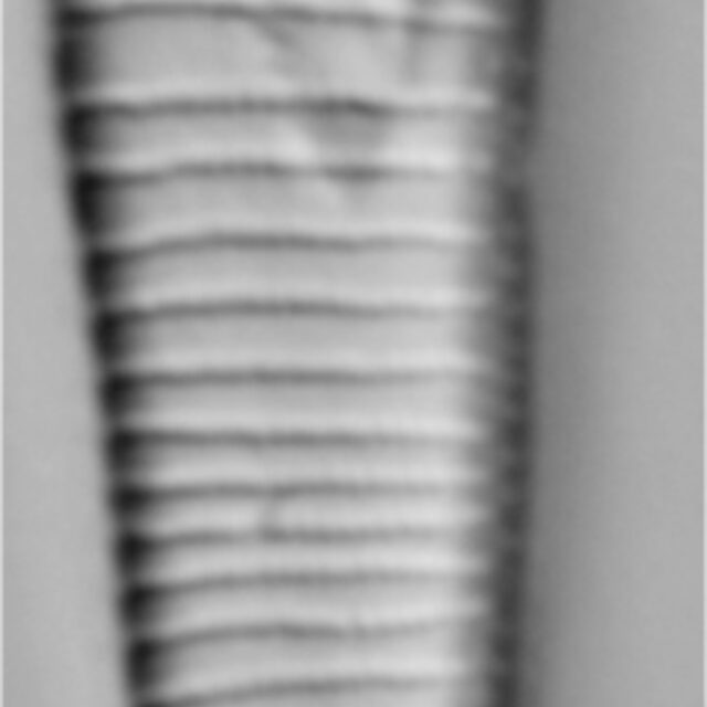 Eunotia implicata LM3