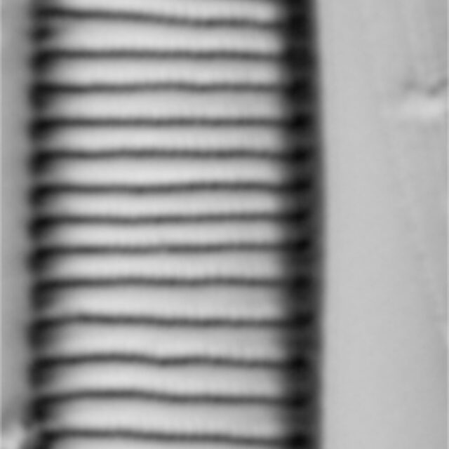 Eunotia implicata LM7