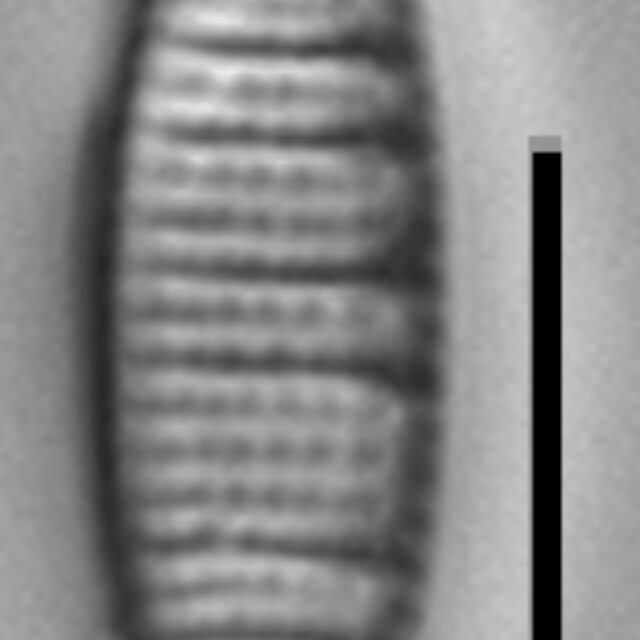 Nitzschia semirobusta LM2