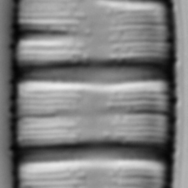 Odontidium hyemale LM1