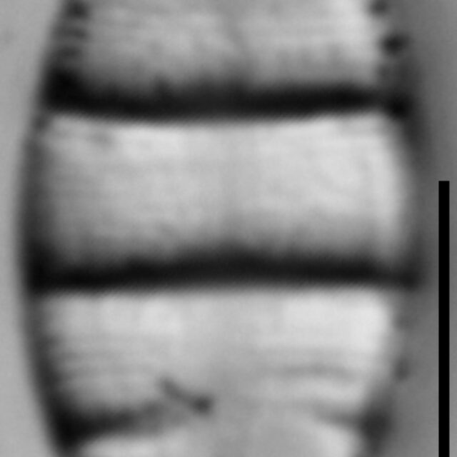 Odontidium hyemale LM3