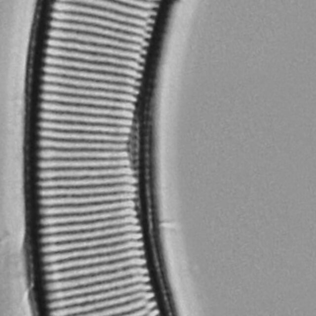 Eunotia pseudoparallela LM4