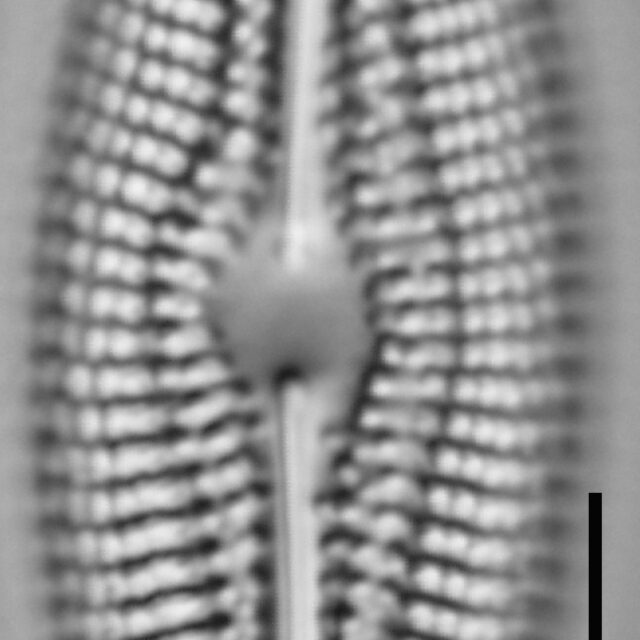 Diploneis abscondita LM2