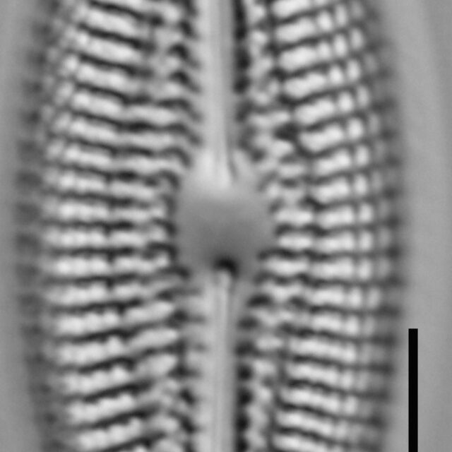 Diploneis abscondita LM3