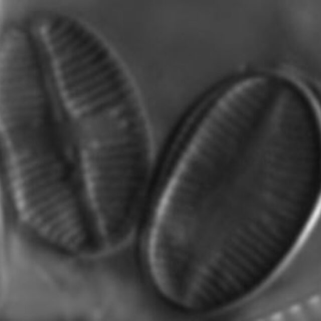 Psammothidium subatomoides LM8