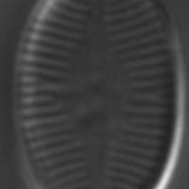 Psammothidium subatomoides LM9