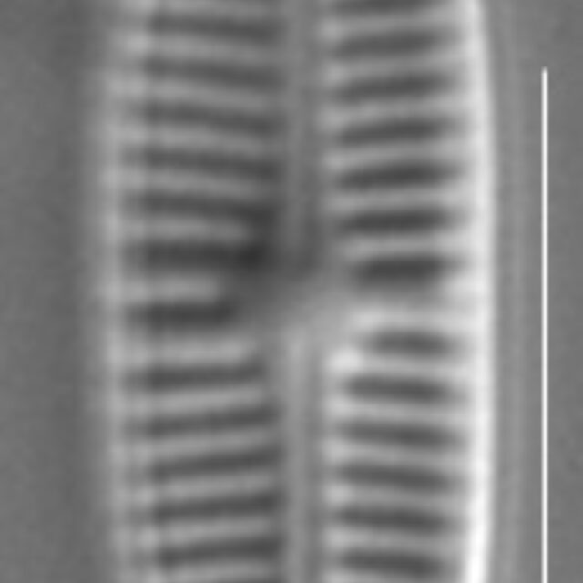 Rossithidium pusillum LM3