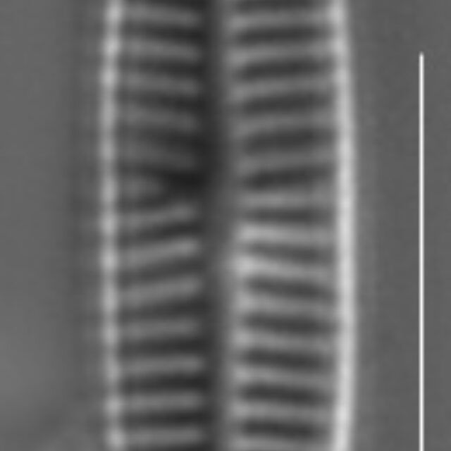 Rossithidium pusillum LM5