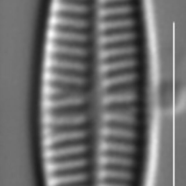 Rossithidium pusillum LM11