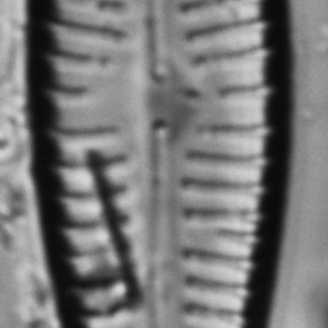 Gomphonema pseudosphaerophorum LM1