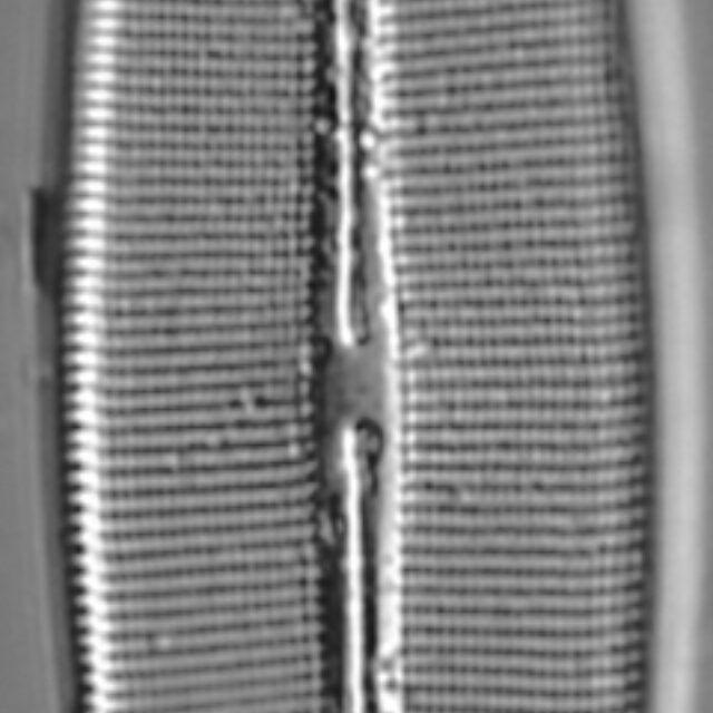 Craticula coloradensis LM2