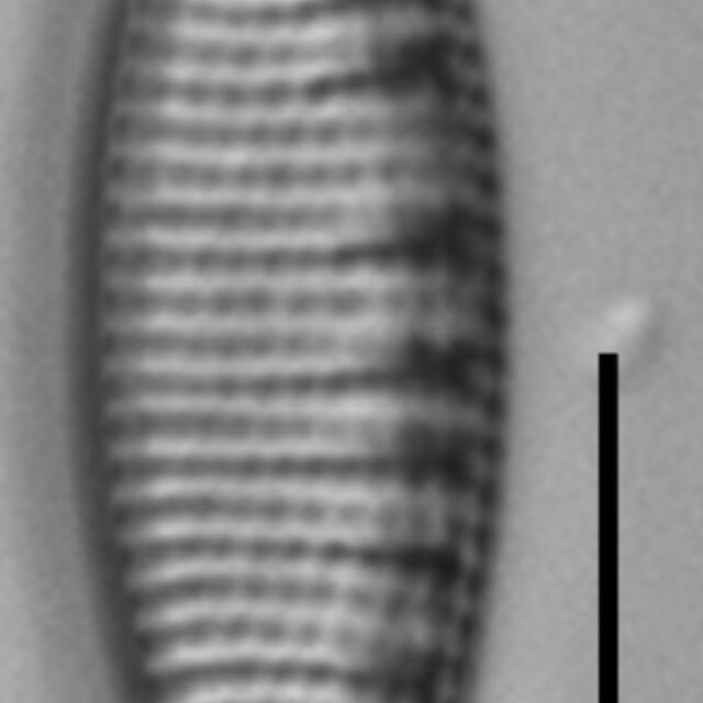 Nitzschia semirobusta LM3