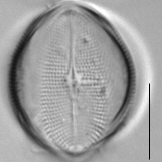 Cocconeis pediculus LM2