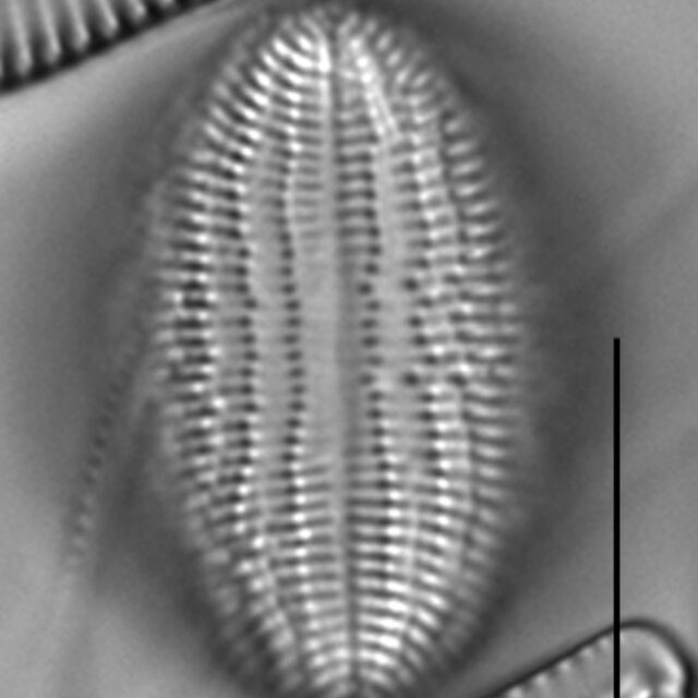 Cocconeis pediculus LM5