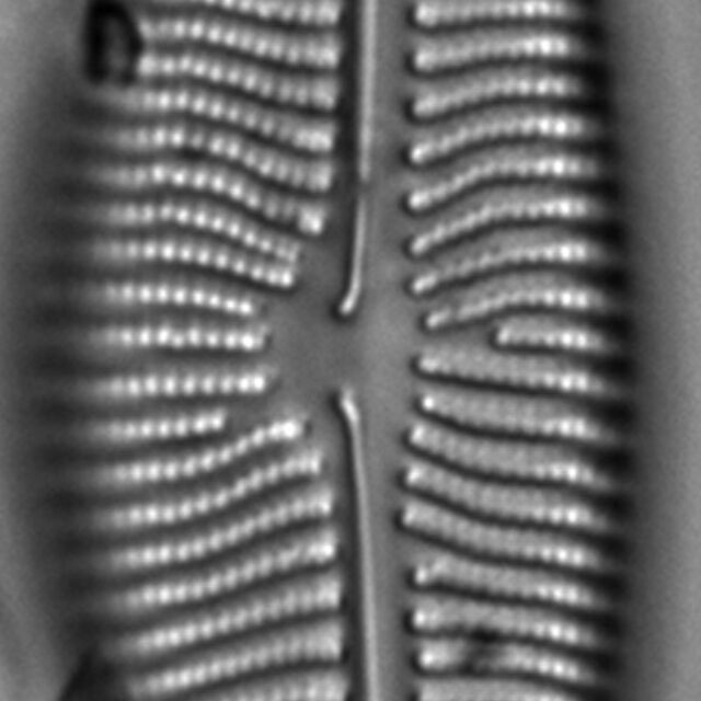 Encyonema leibleinii LM1