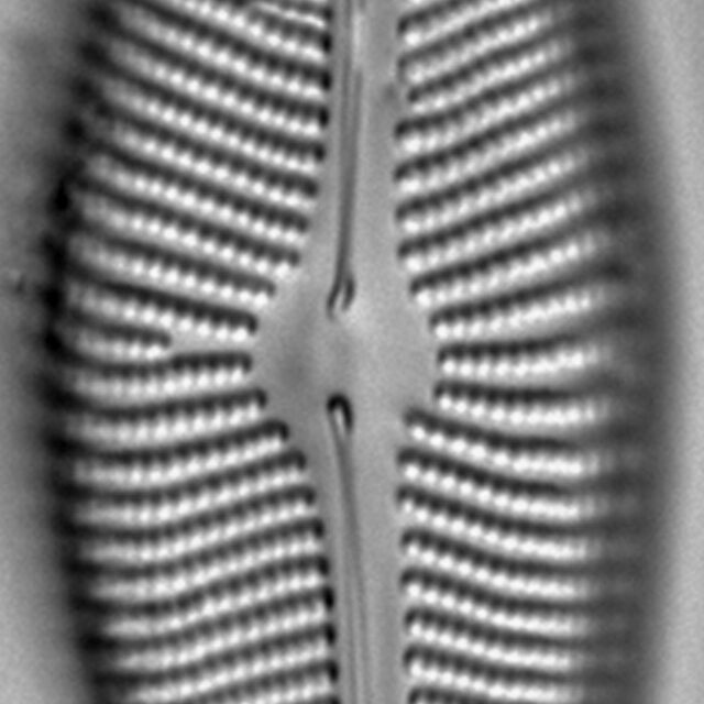 Encyonema leibleinii LM2