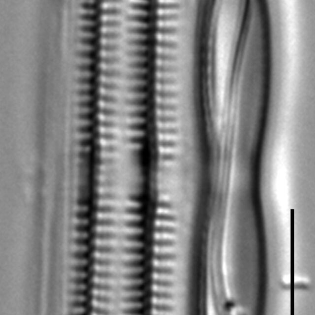 Fragilaria mesolepta LM1