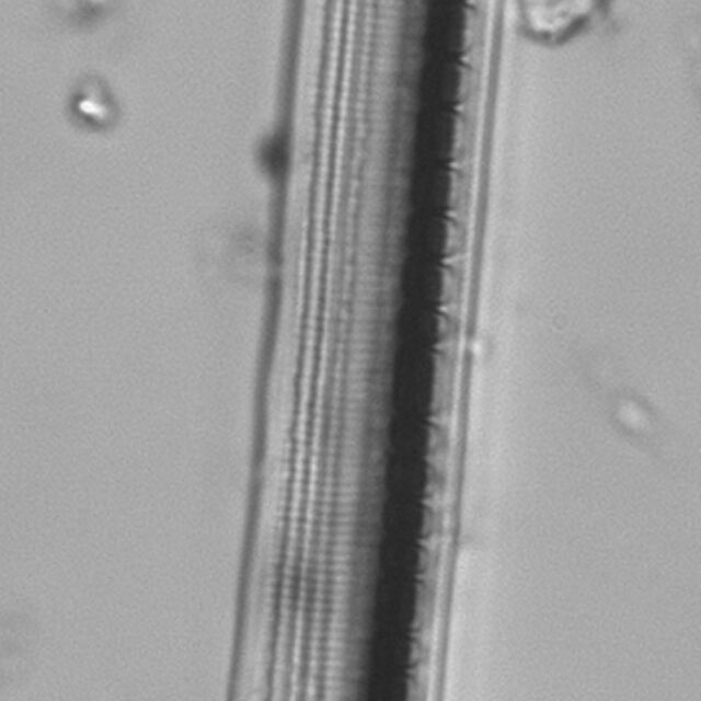 Nitzschia sigmoidea LM3