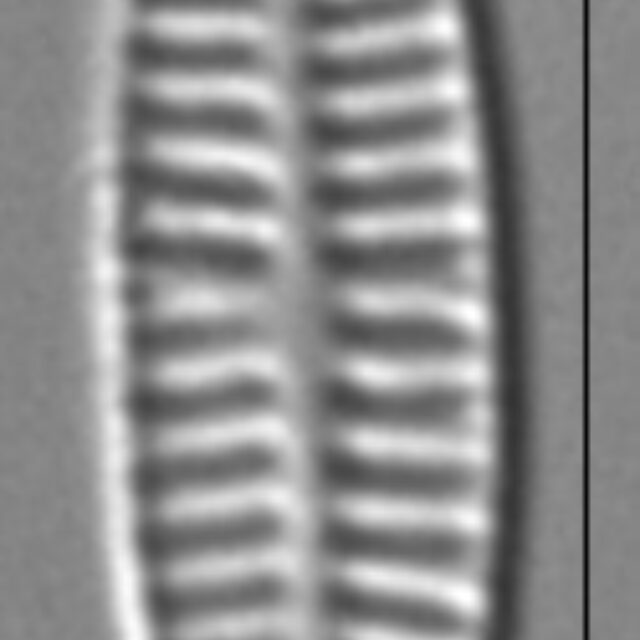 Rossithidium nodosum LM1