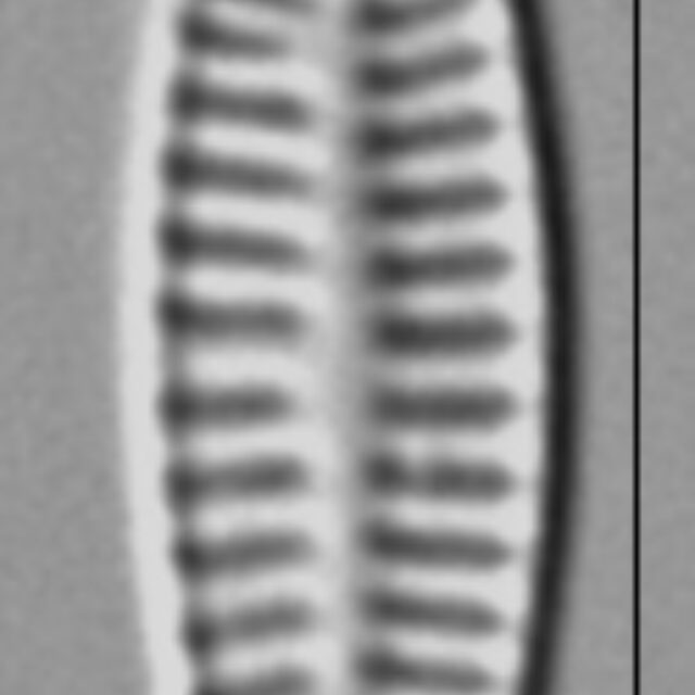 Rossithidium nodosum LM3