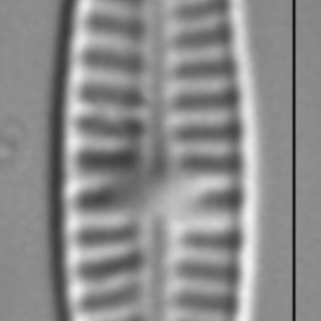 Rossithidium nodosum LM5