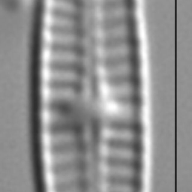 Rossithidium nodosum LM7