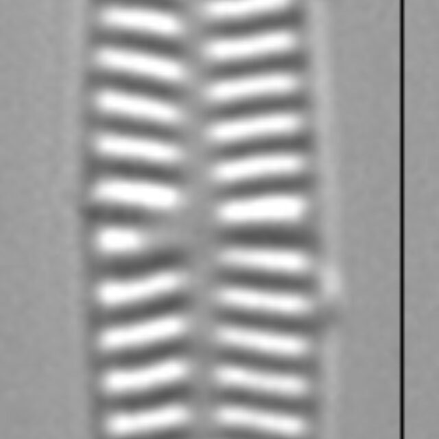 Rossithidium nodosum LM9