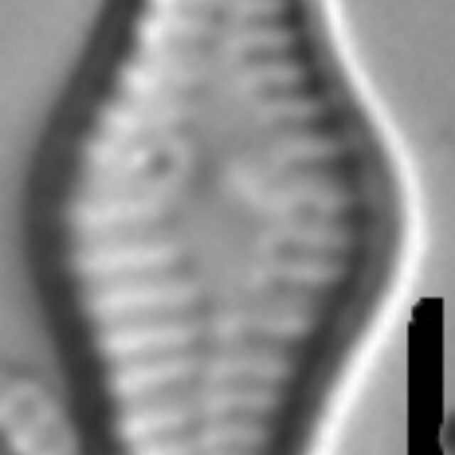 Tabellaria flocculosa LM4