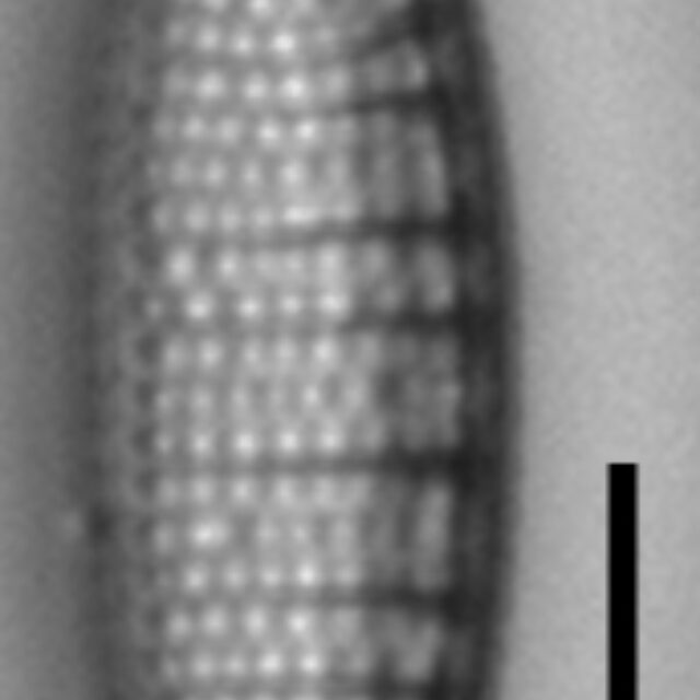 Nitzschia semirobusta LM4