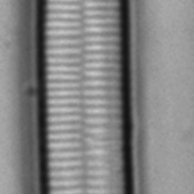 Fragilariforma nitzschioides LM6