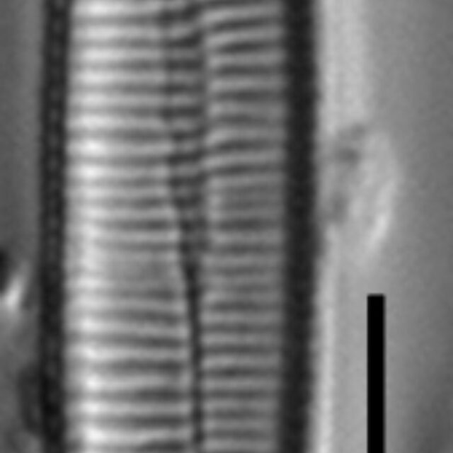 Fragilariforma nitzschioides LM1