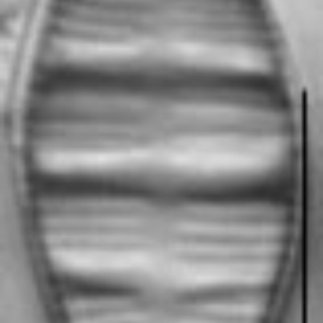 Odontidium mesodon LM2