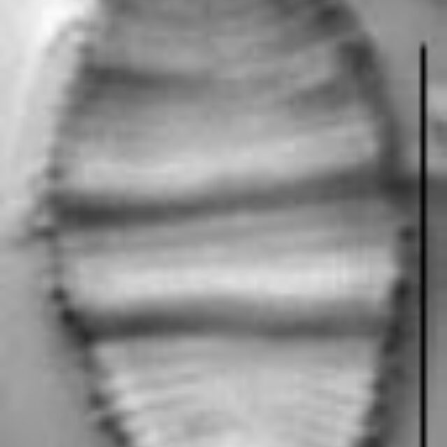 Odontidium mesodon LM3