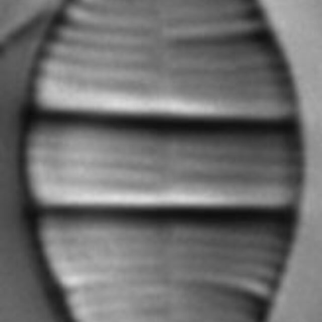 Odontidium mesodon LM5