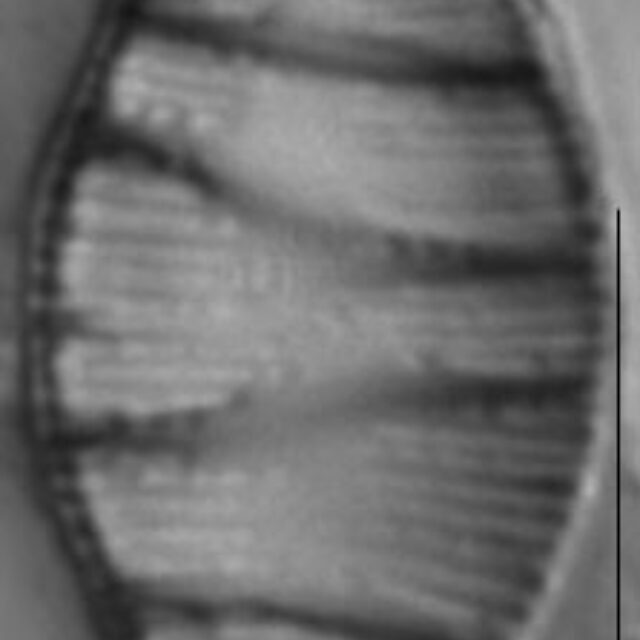 Odontidium mesodon LM6