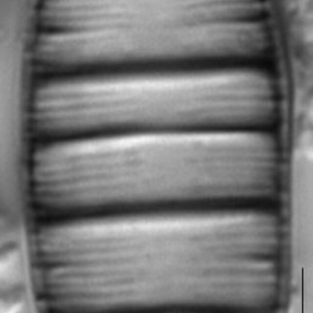 Odontidium mesodon LM7