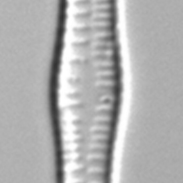 Tabellaria flocculosa LM7