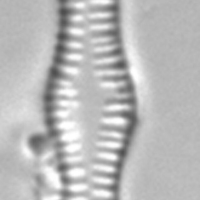 Tabellaria flocculosa LM5