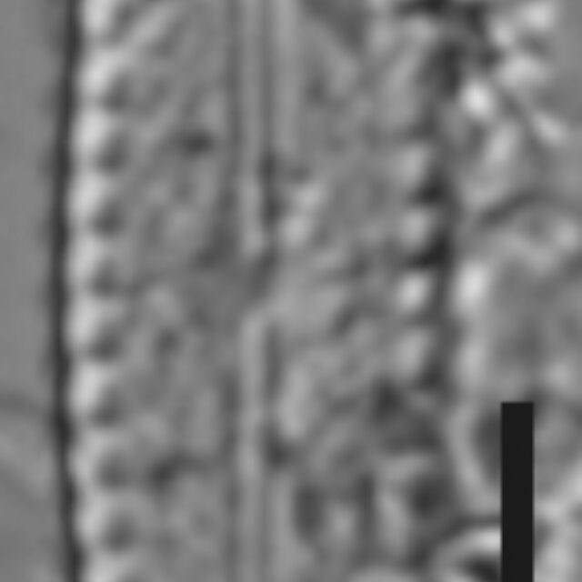 Pulchellophycus schwabei LM2